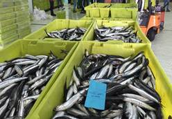 Cajas de pescado en la lonja.
